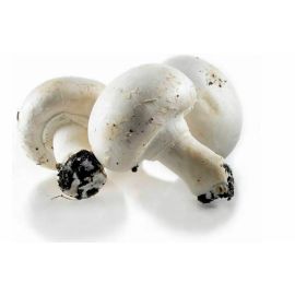 Champignon Blanc - فطر أبيض